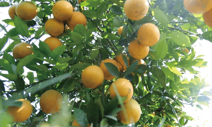 BaiduShurufa_2021-12-29_13-51-14-tuya.png