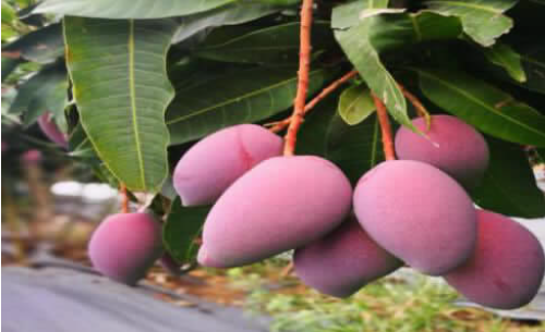 BaiduShurufa_2022-5-10_11-15-15.png